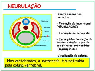-Ocorre apenas nosOcorre apenas nos
cordados;cordados;
- Formação do tubo neural
(NEURULAÇÃO);
- Formação da notocorda;
- Em seguida- Formação de
tecidos e órgãos a partir
dos folhetos embrionários
(organogênese)
-Visualização do celoma.
e
NEURULAÇÃO
Nos vertebrados, a notocorda é substituída
pela coluna vertebral.
 
