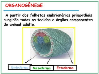 ORGANOGÊNESE
A partir dos folhetos embrionários primordiais
surgirão todos os tecidos e órgãos componentes
do animal adulto.
Endoderma Mesoderma Ectoderma
 