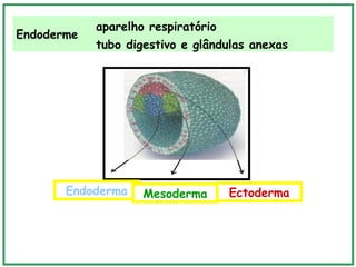 Endoderme
aparelho respiratório
tubo digestivo e glândulas anexas
Endoderma Mesoderma Ectoderma
 