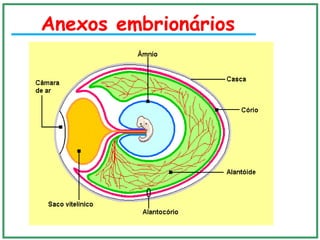 Anexos embrionários
 