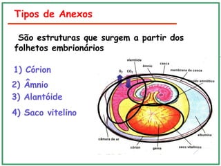 Tipos de Anexos
São estruturas que surgem a partir dos
folhetos embrionários
4) Saco vitelino
2) Âmnio
1) Córion
3) Alantóide
 