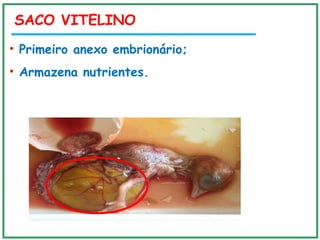 SACO VITELINO
• Primeiro anexo embrionário;
• Armazena nutrientes.
 