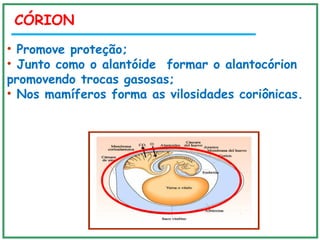 CÓRION
• Promove proteção;
• Junto como o alantóide formar o alantocórion
promovendo trocas gasosas;
• Nos mamíferos forma as vilosidades coriônicas.
 