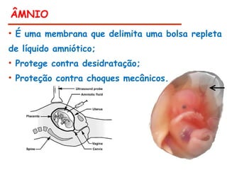 ÂMNIO
• É uma membrana que delimita uma bolsa repleta
de líquido amniótico;
• Protege contra desidratação;
• Proteção contra choques mecânicos.
 
