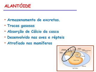 ALANTÓIDE
• Armazenamento de excretas.
• Trocas gasosas
• Absorção de Cálcio da casca
• Desenvolvido nas aves e répteis
• Atrofiado nos mamíferos
 