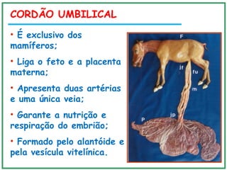 CORDÃO UMBILICAL
• É exclusivo dos
mamíferos;
• Liga o feto e a placenta
materna;
• Apresenta duas artérias
e uma única veia;
• Garante a nutrição e
respiração do embrião;
• Formado pelo alantóide e
pela vesícula vitelínica.
 