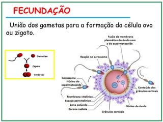 FECUNDAÇÃO
União dos gametas para a formação da célula ovo
ou zigoto.
 