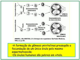 •A formação de gêmeos univitelinos pressupõe a
fecundação de um único óvulo pelo mesmo
espermatozoide;
•Os óvulos humanos são pobres em vitelo.
 