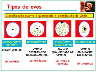 Classificação quanto a quantidade e distribuição do vitelo.
OLIGOLÉCITO
(ALÉCITO)
POUCO VITELO.
Ex.HOMEM.
HETEROLÉCITO
VITELO
DISTRIBUÍDO
DESIGUALMENTE.
.
Ex:ANFÍBIOS
TELOLÉCITO
(MEGALÉCITO)
GRANDE
QUANTIDADE DE
VITELO.
Ex: AVES E
RÉPTEIS
CENTROLÉCITO
VITELO
ABUNDANTE
NO CENTRO.
Ex:INSETOS
Tipos de ovos
 