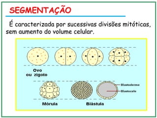 SEGMENTAÇÃO
É caracterizada por sucessivas divisões mitóticas,
sem aumento do volume celular.
 