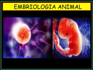 EMBRIOLOGIA ANIMAL
 