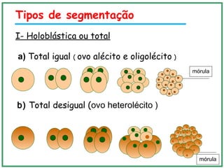 II- Meroblástica ou Parcial
a) Parcial Discoidal ( ovo telolécito)
b) Parcial Superficial (ovo centrolécito)
 