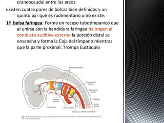 craneocaudal entre los arcos.
Existen cuatro pares de bolsas bien definidas y un
      quinto par que es rudimentario o no existe.
1º bolsa faringea: Forma un receso tubotimpanico que
      al unirse con la hendidura faringea da origen al
      conducto auditivo externo la porción distal se
      ensancha y forma la Caja del tímpano mientras
      que la parte proximal: Trompa Eustaquio
 