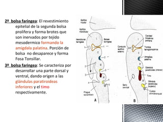 2º bolsa faringea: El revestimiento
     epitelial de la segunda bolsa
     prolifera y forma brotes que
     son inervados por tejido
     mesodermico formando la
     amigdala palatina. Porción de
     bolsa no desaparece y forma
     Fosa Tonsillar.
3º bolsa faringea: Se caracteriza por
     desarrollar una parte dorsal y
     ventral, dando origen a las
     glándulas paratiroideas
     inferiores y el timo
     respectivamente.
 
