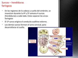 Surcos – hendiduras
faríngeas
•   En las regiones de la cabeza y cuello del embrión, se
    muestran durante la 4º y 5º semana 4 surcos
    (hendiduras) a cada lado. Estos separan los arcos
    faríngeos
•   El 1º surco origina el conducto auditivo externo.
•   Los demás surcos forman el seno cervical, para
    desarrollarse el cuello.
 