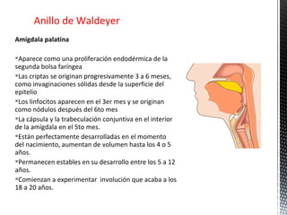 Anillo de Waldeyer
Amígdala palatina

Aparece como una proliferación endodérmica de la
segunda bolsa faríngea
Las criptas se originan progresivamente 3 a 6 meses,
como invaginaciones sólidas desde la superficie del
epitelio
Los linfocitos aparecen en el 3er mes y se originan
como nódulos después del 6to mes
La cápsula y la trabeculación conjuntiva en el interior
de la amígdala en el 5to mes.
Están perfectamente desarrolladas en el momento
del nacimiento, aumentan de volumen hasta los 4 o 5
años.
Permanecen estables en su desarrollo entre los 5 a 12
años.
Comienzan a experimentar involución que acaba a los
18 a 20 años.
 