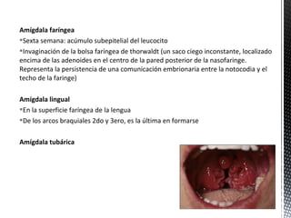 Amígdala faríngea
Sexta semana: acúmulo subepitelial del leucocito
Invaginación de la bolsa faríngea de thorwaldt (un saco ciego inconstante, localizado
encima de las adenoides en el centro de la pared posterior de la nasofaringe.
Representa la persistencia de una comunicación embrionaria entre la notocodia y el
techo de la faringe)

Amígdala lingual
En la superficie faríngea de la lengua
De los arcos braquiales 2do y 3ero, es la última en formarse

Amígdala tubárica
 