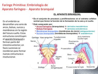 Faringe Primitiva: Embriología de
Aparato faríngeo - Aparato branquial
 