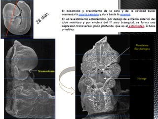 Membrana
Bucofaríngea




  Faringe
 