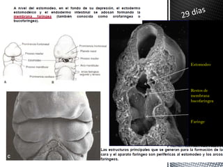 s
29 día




  Estomodeo




  Restos de
  membrana
  bucofaringea



  Faringe
 