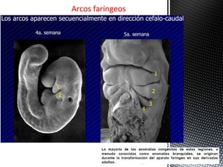Arcos faríngeos
 