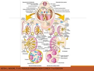 Ketih Rundle EMBRIOLOGIA DEL APARATO REPRODUCTOR MASCULINO.ppt