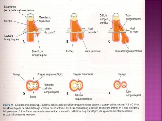 Resultado de imagen para primordio respiratorio