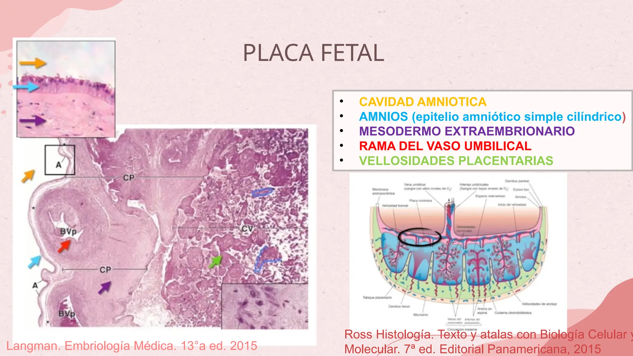 EMBRIOLOGIA DE LA PLACENTACION, PLACENTA | PPTX