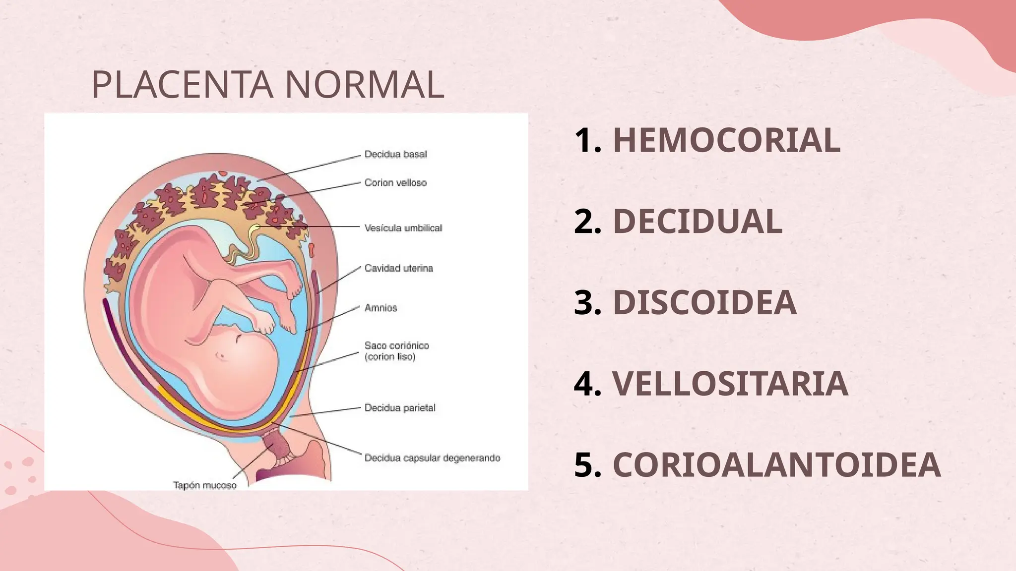 EMBRIOLOGIA DE LA PLACENTACION, PLACENTA | PPTX