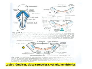 Labios Rombicos EMBRIOLOGIA DEL ENCEFALO desarrollo y patologías | PPTX