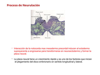 Neuroectodermo EMBRIOLOGIA DEL ENCEFALO desarrollo y patologías | PPTX