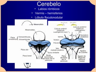 Labios Rombicos Embriologia del sistema nervioso | PPT