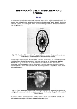 EMBRIOLOGÍA DEL SISTEMA NERVIOSO
CENTRAL
Parte I
El sistema nerviosos central se deriva de la porción dorsal media engrosada del ectodermo por
delante de la fosita primitiva, la cual, es conocida como placa neural, la que aparece al inicio de
la tercera semana de la concepción (o sea 5ta. semana de gestación en el lenguaje obstétrico)
(Fig. #1) y (Foto #1)
Fig. # 1.- Vista dorsal de un embrión al inicio de la tercera semana de concepción en el que
apreciamos a la placa neural por delante del nodo primitivo.
Pero para que se construya la placa neural es necesario recordar, que las células del epiblasto
convergen hacia la línea media del disco embrionario formando un surco la línea primitiva
delimitando un eje longitudinal de simetría bilateral alrededor del cuál se alinearán las
estructuras embrionales y sus órganos. Desde este momento, el embrión tendrá una región
rostral (cefálica) y caudal (cola) así como lado izquierdo y derecho; y, superficies dorsal (atrás)
y ventral (adelante).
Foto #1.- Saco gestacional observado al 16avo día postconcepción (inicio tercera semana no
se logra aún observar el embrión en este saco de 7 mm de diámetro). Ecografía tridimensional
por vía vaginal.
El extremo rostral ó cefálico de la línea primitiva termina en una pequeña fosita rodeada por
una elevación de células en circulo el nódulo primitivo (Fig.#2).
 