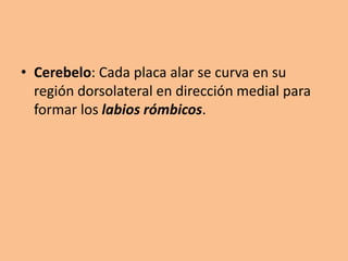 Labios Rombicos Embriologia del sistema nervioso terminado | PPTX