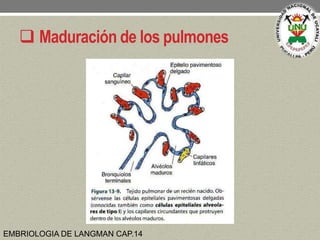  Maduración de los pulmones
EMBRIOLOGIA DE LANGMAN CAP.14
 