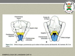 EMBRIOLOGIA DE LANGMAN CAP.14
 