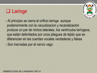 Laringe
Al principio se cierra el orificio laringe aunque
posteriormente con la vacuolizacion y recanalización
produce ...