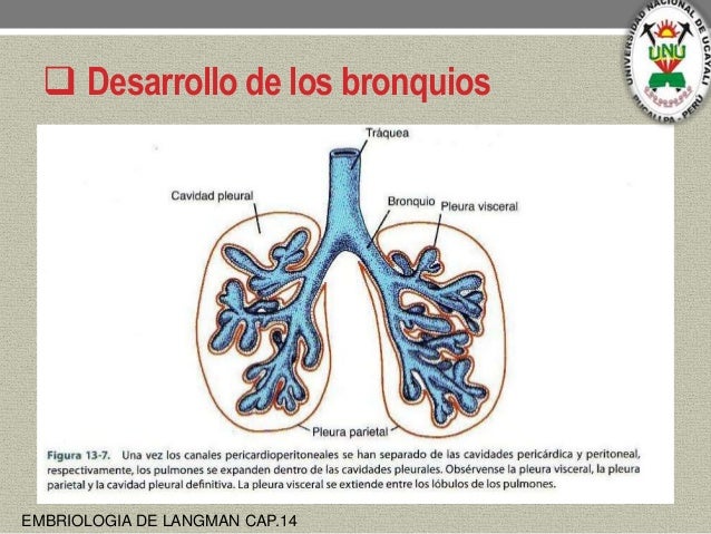 Embriologia del sistema respiratorio_UNUPERÚ