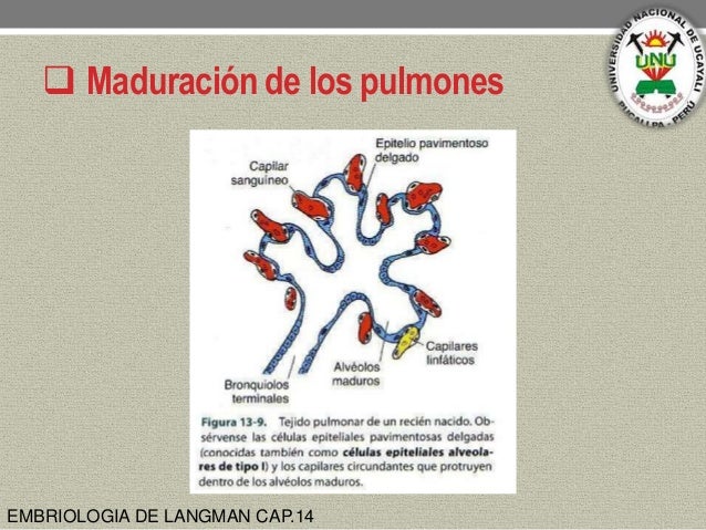 Embriologia del sistema respiratorio_UNUPERÚ