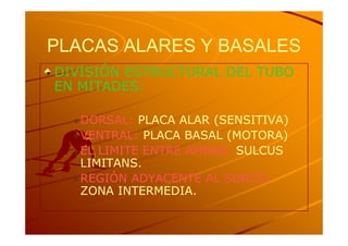 PLACAS ALARES Y BASALES
DIVISIÓN ESTRUCTURAL DEL TUBO
EN MITADES:

   DORSAL: PLACA ALAR (SENSITIVA)
   VENTRAL: PLACA BASAL (MOTORA)
   EL LIMITE ENTRE AMBAS: SULCUS
   LIMITANS.
   REGIÓN ADYACENTE AL SURCO:
   ZONA INTERMEDIA.
 