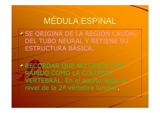 MÉDULA ESPINAL
SE ORIGINA DE LA REGIÓN CAUDAL
DEL TUBO NEURAL Y RETIENE SU
ESTRUCTURA BÁSICA.

RECORDAR QUE NO CRECE TAN
RÁPIDO COMO LA COLUMNA
VERTEBRAL. En el adulto llega la
nivel de la 2ª vértebra lumbar.
                        lumbar.
 