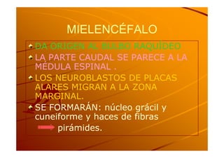 MIELENCÉFALO
DA ORIGEN AL BULBO RAQUÍDEO
LA PARTE CAUDAL SE PARECE A LA
MÉDULA ESPINAL .
LOS NEUROBLASTOS DE PLACAS
ALARES MIGRAN A LA ZONA
MARGINAL.
SE FORMARÁN: núcleo grácil y
cuneiforme y haces de fibras
     pirámides.
 