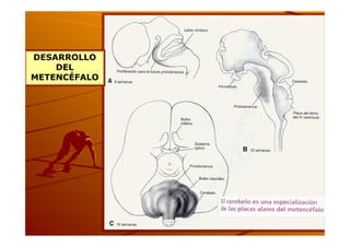 DESARROLLO
    DEL
METENCÉFALO
 