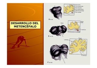 DESARROLLO DEL
 METENCÉFALO
 