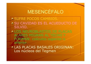 MESENCÉFALO
SUFRE POCOS CAMBIOS.
SU CAVIDAD ES EL ACUEDUCTO DE
SILVIO.
LOS NEUROBLASTOS DE PLACAS
ALARES MIGRAN AL TECHO Y
FORMAN: colículos superior e
inferior.
LAS PLACAS BASALES ORIGINAN:
Los núcleos del Tegmen
 
