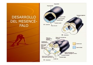 DESARROLLO
DEL MESENCÉ-
    FALO
 