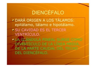 DIENCÉFALO
DARÁ ORIGEN A LOS TÁLAMOS:
epitálamo,
epitálamo, tálamo e hipotálamo.
SU CAVIDAD ES EL TERCER
VENTRÍCULO.
LA GLÁNDULA PINEAL SURGE COMO
DIVERTÍCULO DE LA LÍNEA MEDIA,
DE LA PARTE CAUDAL DEL TECHO
DEL DIENCÉFALO.
 