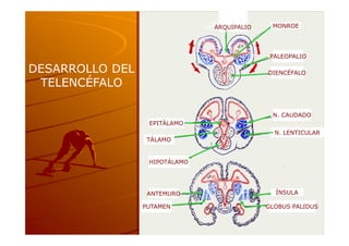 ARQUIPALIO
                                  ARQUIPALIO
                               ARQUIPALIO       MONROE




                                                PALEOPALIO

DESARROLLO DEL                                 DIENCÉFALO

 TELENCÉFALO

                                                N. CAUDADO
                  EPITÁLAMO
                                                 N. LENTICULAR
                  TÁLAMO


                  HIPOTÁLAMO




                  ANTEMURO                       ÍNSULA

                 PUTAMEN                       GLOBUS PALIDUS
 