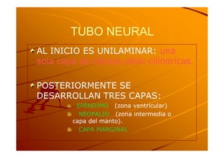 TUBO NEURAL
AL INICIO ES UNILAMINAR: una
sola capa de células altas cilíndricas.

POSTERIORMENTE SE
DESARROLLAN TRES CAPAS:
         EPÉNDIMO (zona ventricular)
          NEOPALIO (zona intermedia o
        capa del manto).
          CAPA MARGINAL
 