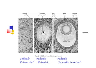 Folículo Folículo FolículoFolículo Folículo FolículoFolículo Folículo FolículoFolículo Folículo FolículoFolículo Folículo FolículoFolículo Folículo FolículoFolículo Folículo FolículoFolículo Folículo Folículo
Primordial Primário Secundário antralPrimordial Primário Secundário antralPrimordial Primário Secundário antralPrimordial Primário Secundário antralPrimordial Primário Secundário antralPrimordial Primário Secundário antralPrimordial Primário Secundário antralPrimordial Primário Secundário antral
 